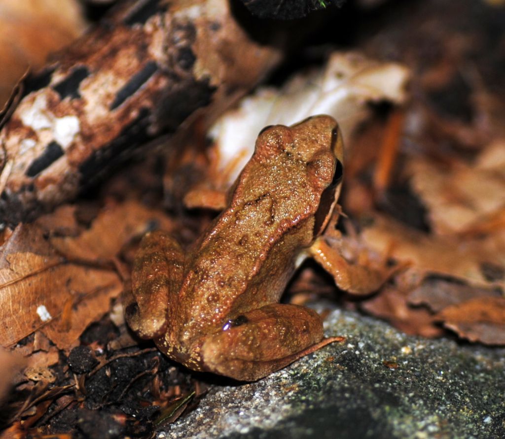 Rana da identificare